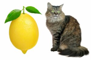 Can Cats Eat Lemons