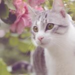 Our-Favourite-Spring-Cat-Names