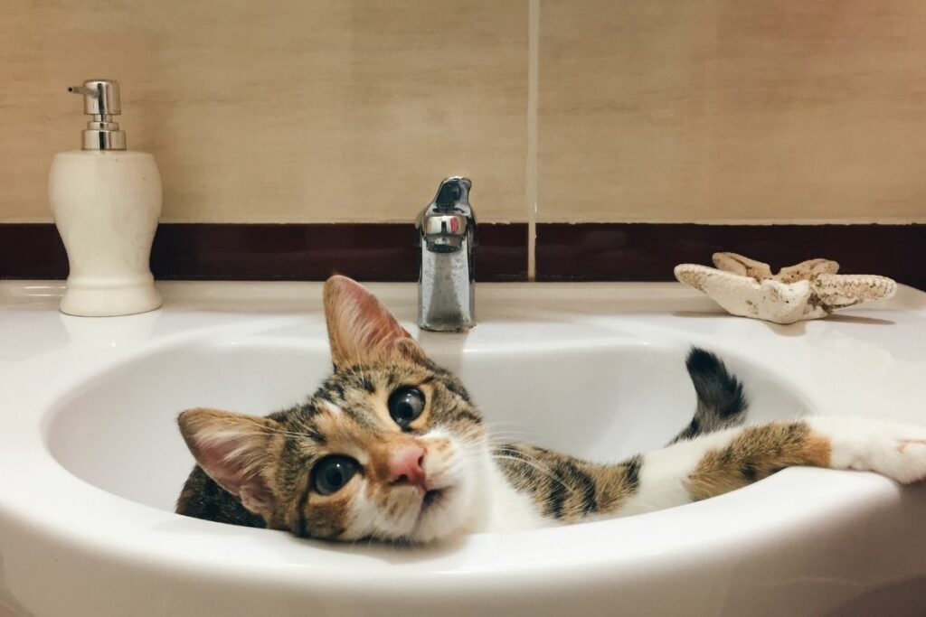 Is Baby Shampoo Safe For Cats?