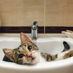 Is Baby Shampoo Safe For Cats?