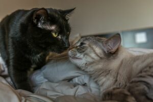 What Does It Mean When Cats Touch Noses?