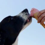 Is Dog Ice Cream Safe For Cats